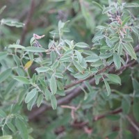 Indigofera oblongifolia Forssk.